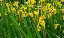 国产精品 种子,培育民族繁荣的沃土